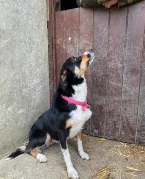 BORDERE COLLIE, Szczeniak na sprzedaż Kontakt przez Whatsapp... +48736614543, , Liznowo