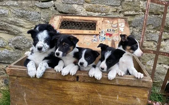 BORDERE COLLIE, Szczeniak na sprzedaż Kontakt przez Whatsapp... +48736614543