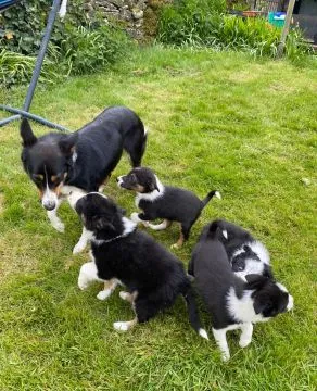 BORDERE COLLIE, Szczeniak na sprzedaż Kontakt przez Whatsapp... +48736614543, , Liznowo