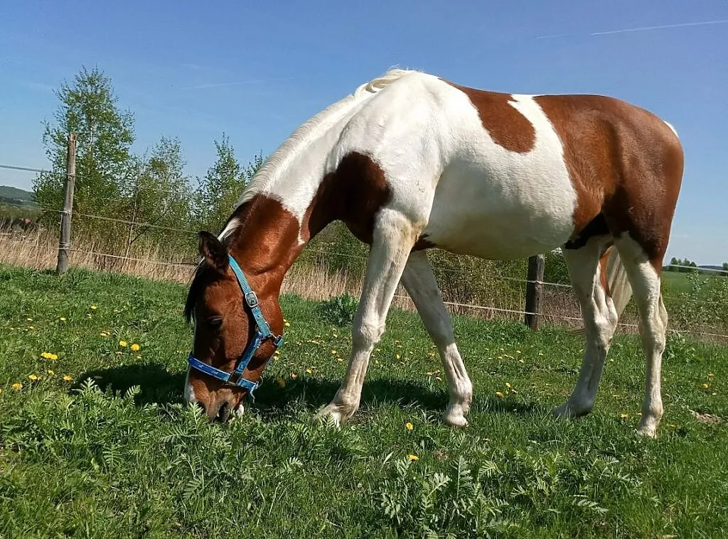 Współdzierżawa 11letniego wałacha, ,