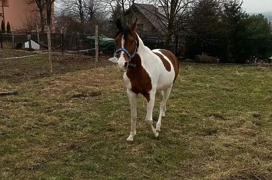 Współdzierżawa 11letniego wałacha, , 