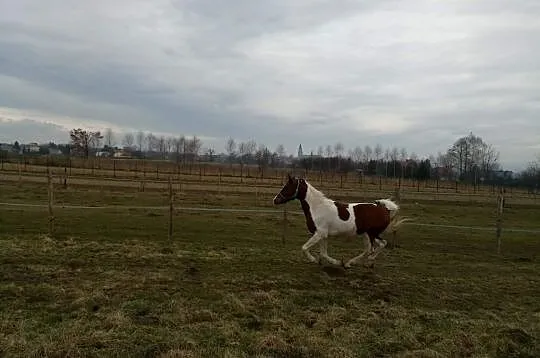 Współdzierżawa 11letniego wałacha, , 