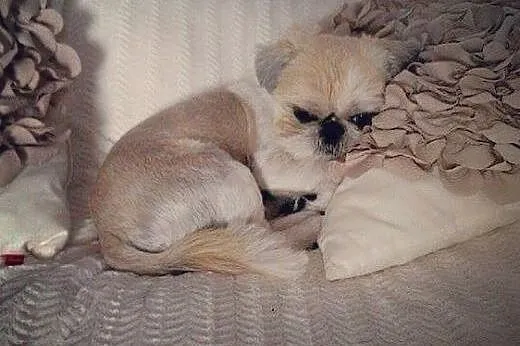 Piekny reproduktor Shih tzu,  pomorskie Gdańsk