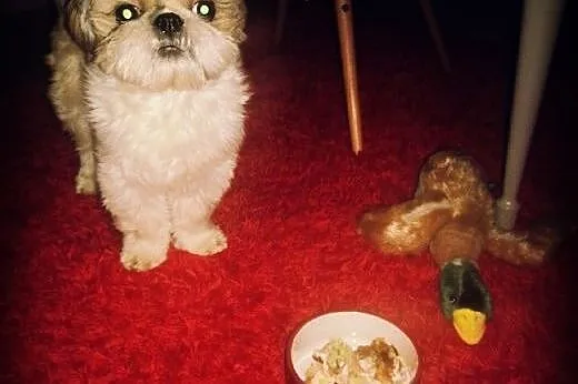 Piekny reproduktor Shih tzu,  pomorskie Gdańsk