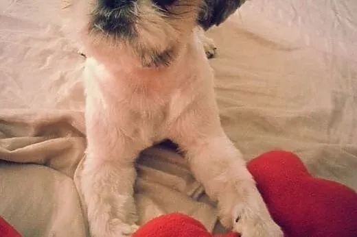 Piekny reproduktor Shih tzu,  pomorskie Gdańsk