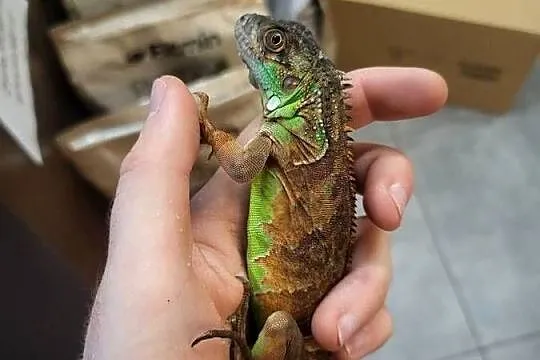 Legwan Igłana Czerwona - Sklep Zoologiczny, Śląskie, Katowice
