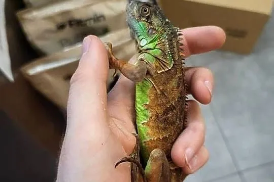 Legwan Igłana Czerwona - Sklep Zoologiczny, Śląskie, Katowice