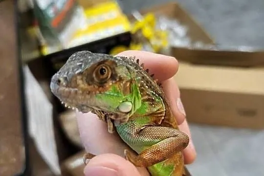 Legwan Igłana Czerwona - Sklep Zoologiczny, Śląskie, Katowice