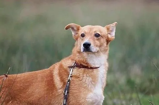 Gabrysia boi się świata, schroniska... kto jej pom