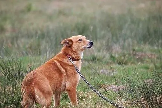 Gabrysia boi się świata, schroniska... kto jej pom