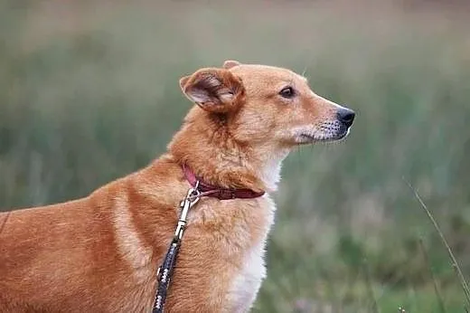 Gabrysia boi się świata, schroniska... kto jej pom