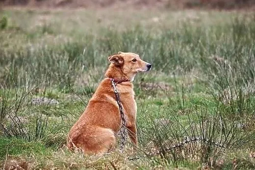 Gabrysia boi się świata, schroniska... kto jej pom