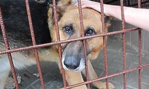 Psiak w typie owczarka szuka kochających ludzi, d