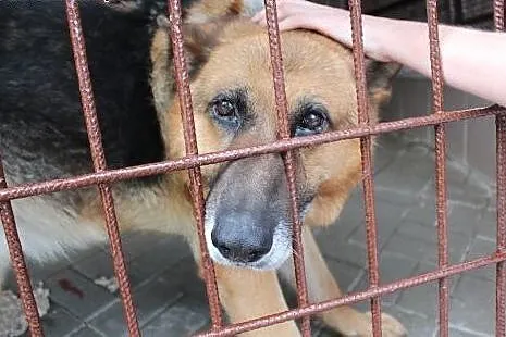 Psiak w typie owczarka szuka kochających ludzi,  d