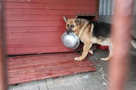 Psiak w typie owczarka szuka kochających ludzi,  d