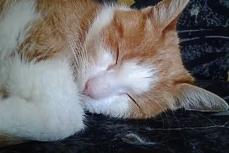 Rudzia - zielonooka kocia seniorka szuka domu (Fundacja Agapeanimali),  wielkopolskie Poznań