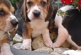 Beagle szczeniaki, Bieruń