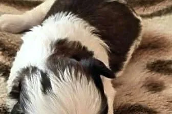 Szczenięta Shih - Tzu, Mazowieckie, Zwoleń
