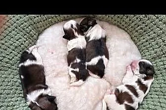 Szczenięta Shih - Tzu, Mazowieckie, Zwoleń