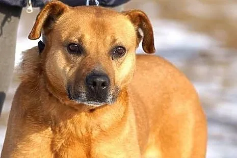 Mądry Tytus, posłuszny, grzeczny pies do adopcji,  Kundelki cała Polska