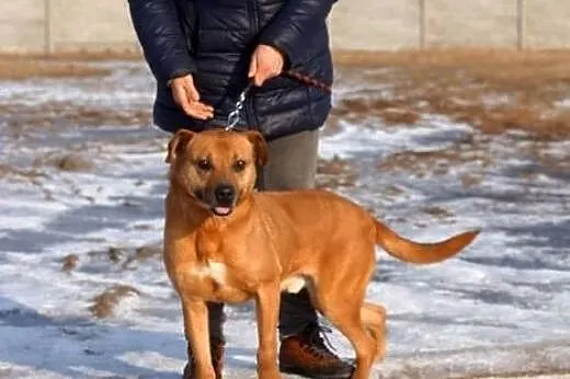 Mądry Tytus, posłuszny, grzeczny pies do adopcji, 