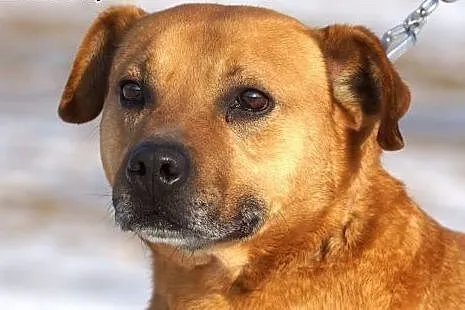 Mądry Tytus, posłuszny, grzeczny pies do adopcji, 