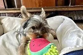 yorkshire terrier - piesek 9msc