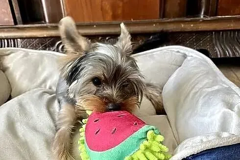 yorkshire terrier - piesek 9msc