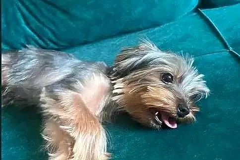 yorkshire terrier - piesek 9msc, Świętokrzyskie, Skalbmierz