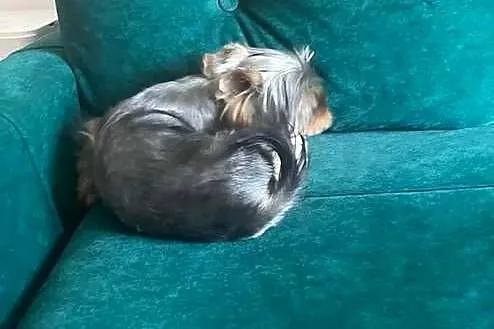 yorkshire terrier - piesek 9msc, Świętokrzyskie, Skalbmierz