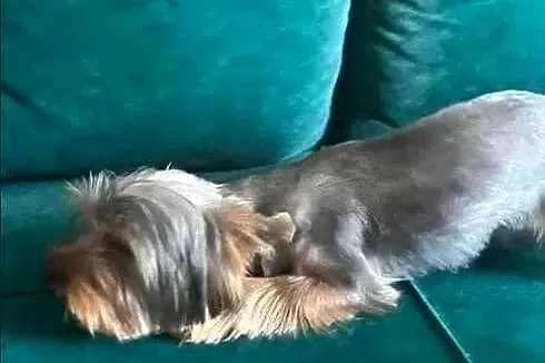 yorkshire terrier - piesek 9msc, Świętokrzyskie, Skalbmierz