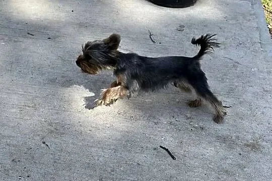 yorkshire terrier - piesek 9msc, Świętokrzyskie, Skalbmierz