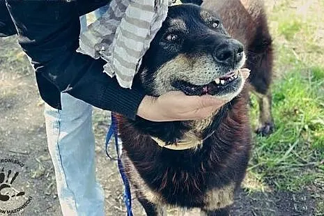 Uroczy CEZAR - czy doczeka się domu? ,  małopolski