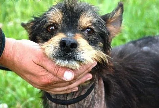 Gienio młody, wesoły mix terrier szuka domu, mało