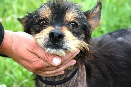 Gienio młody, wesoły mix terrier szuka domu, małopolskie Kraków