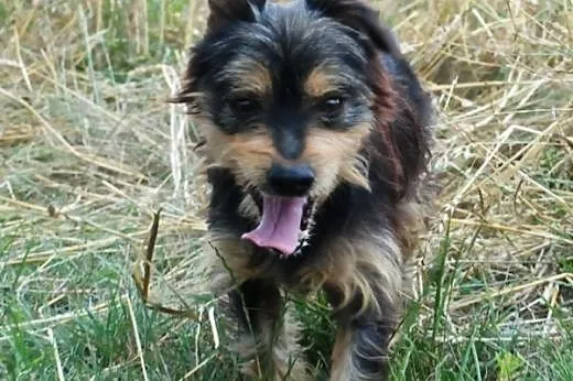 Gienio młody, wesoły mix terrier szuka domu,  mało
