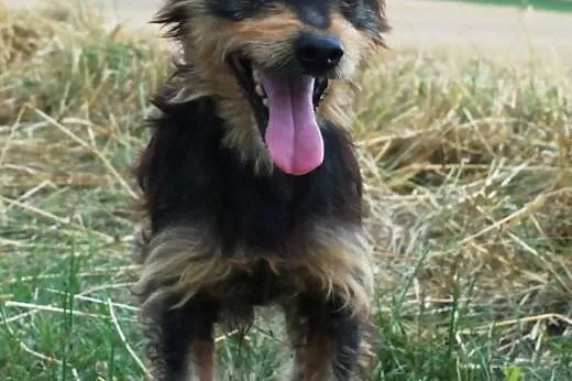 Gienio młody, wesoły mix terrier szuka domu,  mało