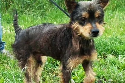 Gienio młody, wesoły mix terrier szuka domu,  mało