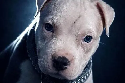 American Staffordshire Terrier Pies