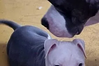 American Staffordshire Terrier Pies, Lubelskie, Chełm