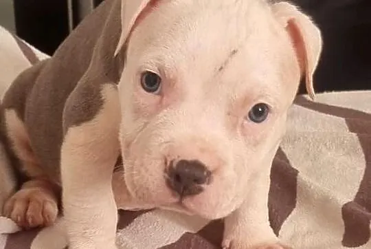 American Staffordshire Terrier Pies, Lubelskie, Chełm