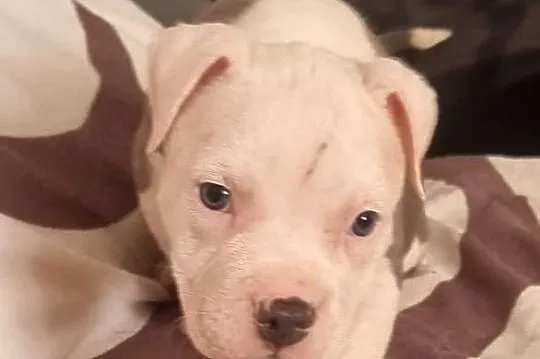 American Staffordshire Terrier Pies, Lubelskie, Chełm