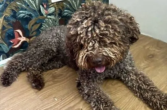 Lagotto Romagnolo  reproduktor, Lubelskie, Kraśnik