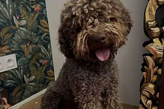Lagotto Romagnolo  reproduktor, Lubelskie, Kraśnik