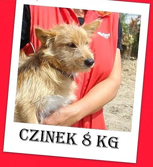 8 kg przytulak,łagodny,wesoły,domowy piesek CZINEK