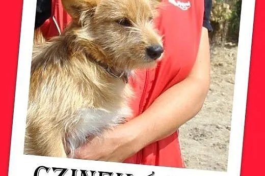 8 kg przytulak,łagodny,wesoły,domowy piesek CZINEK