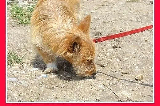 8 kg przytulak,łagodny,wesoły,domowy piesek CZINEK