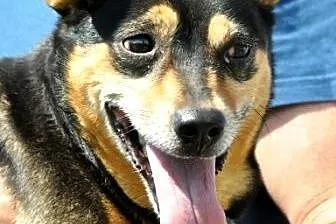 Kajusia kochana, przyjacielska, niewielka suczka ADOPCJA,  śląskie Katowice