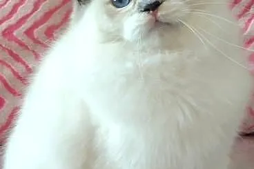 Kotka ragdoll do hodowli rodowód FPL, Dolnośląskie, Wrocław