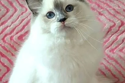 Kotka ragdoll do hodowli rodowód FPL, Dolnośląskie, Wrocław